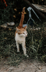 A white-red cat is standing in the grass. His tail is raised. Image with selective focus and toning. Image with noise effects. Focus on the cat's eyes.