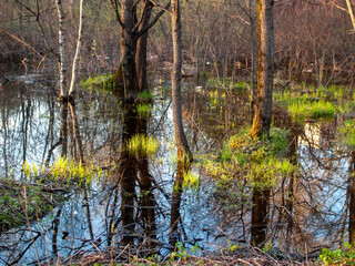 spill of water after melting snow between trees