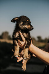 A black puppy with brown spots on the hands of a person. Image with selective focus and toning. Image with noise effects. Focus on the dog's eyes.
