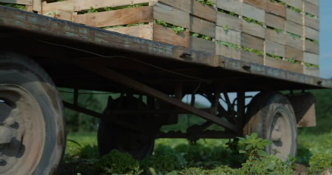 transport salade en tracteur