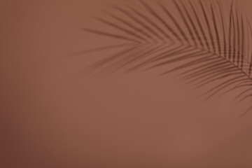 Shadow of tropical palm branch on brown wall. Space for text