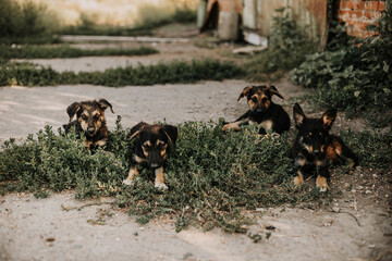 Four black puppies with brown spots are lying on the grass. Image with selective focus and toning. Image with noise effects. Focus on the dog's eyes.