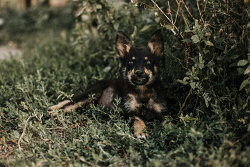 german shepherd puppy