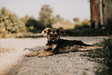A black puppy with brown spots is lying on the ground. He has white paws and hanging ears. Image with selective focus and toning. Image with noise effects. Focus on the dog's eyes.