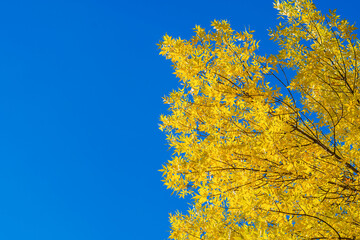 Bright yellow foliage of trees against the background of a clear blue cold autumn sky. A bright sunny day.