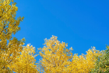 Bright yellow foliage of trees against the background of a clear blue cold autumn sky. A bright sunny day.