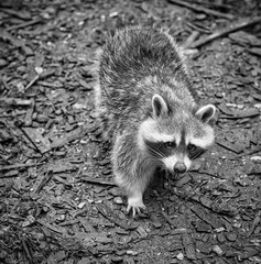 a raccoon in black and white recording in cozy aisle