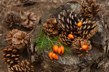 Pine cones, rose berries and a spruce branch lie on the stump in the forest. New Year and Christmas...