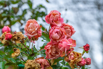 Rose bud hit by first autumn frost