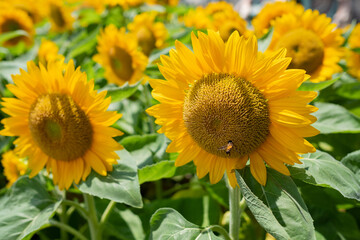 Closeup sunflower with blur background
