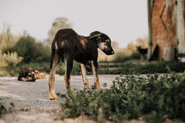 A black puppy with brown spots is standing with its back. Image with selective focus and toning. Image with noise effects. Focus on the dog's eyes.