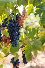 Gros plan sur une grappe de raisin rouge prête à être récoltée dans le vignoble de Saint-Saturnin-de-Lucian (Occitanie, France)