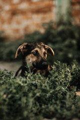 A black puppy with brown spots is lying on the grass. He has hanging ears. His head is raised. Image with selective focus and toning. Image with noise effects. Focus on the dog's eyes.