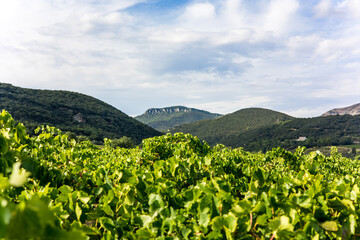 Vue sur le vignoble de Saint-Saturnin-de-Lucian dominé par le Roc des Deux Vierges (Occitanie, France)