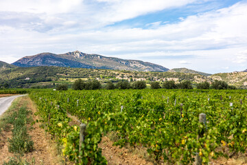 Fototapeta na wymiar Vue sur le vignoble de Saint-Saturnin-de-Lucian dominé par le Mont Saint-Baudille (Occitanie, France)