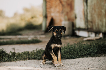 A black puppy with brown spots is sitting on the grass