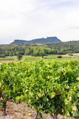 Fototapeta na wymiar Vue sur le vignoble de Saint-Saturnin-de-Lucian dominé par le Roc des Deux Vierges (Occitanie, France)