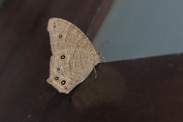 Moth on wood