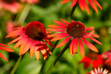 Rote Gerbera Blüten, Deutschland