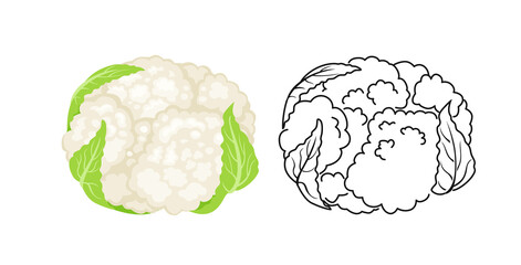 Cauliflower color cartoon illustration and outline. Vector green vegetable icon.