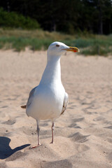 Beautiful sea gull standing on a sandy beach during the summer, sunny day.