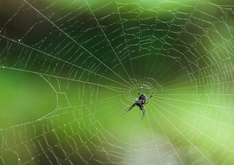spider and web