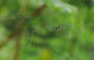 spider on the web