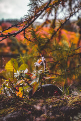 Daisy flower in colorful Autumn
