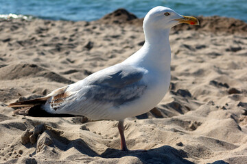 Beautiful sea gull standing on a sandy beach during the summer, sunny day.