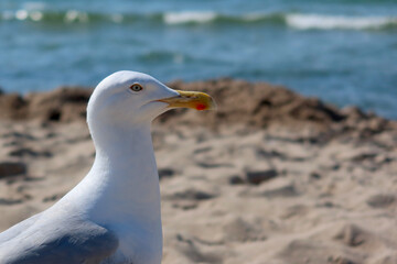 Beautiful sea gull portrait