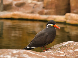 the inka tern is a seabird with gray plumage and red beak with a wise head feather - obrazy, fototapety, plakaty