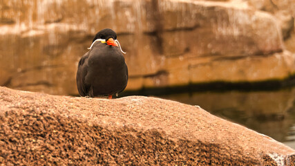the inka tern is a seabird with gray plumage and red beak with a wise head feather - obrazy, fototapety, plakaty