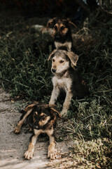 Three black puppies with brown spots are in the grass. One puppy is lying, two are sitting. Image with selective focus and toning. Image with noise effects. Focus on the dog's eyes.
