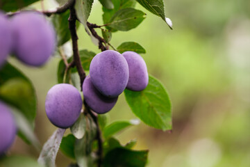 plum on the branch