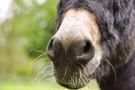 the muzzle of a mule. close up, for kissing