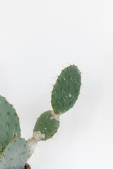 a large cactus in a clay pot on a white background. cactus in the form of an oval.