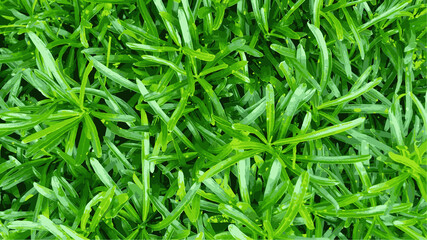 Abstract green grass background.