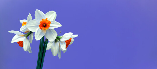 Bouquet fresh creamy Narcissus against violet  background. Beautiful white flowers arrangement in a stylish vase. Floristic copy space.
