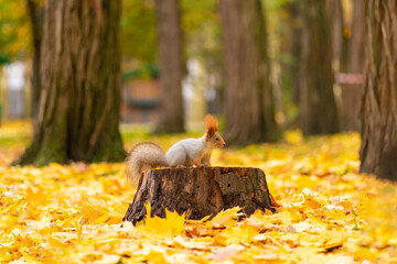A fluffy beautiful squirrel is looking for food among fallen yellow leaves in the autumn in a city park