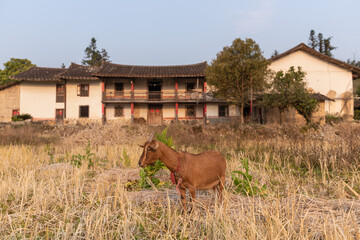 A sheep in the dry grass of a country field