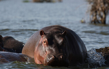 Fototapeta premium territorial