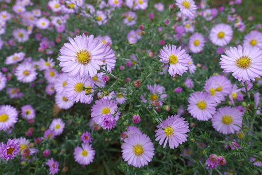 Pastel pink flowers of Michaelmas daisies in October