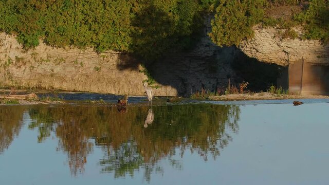 Great grey heron in Elora Ontario Canada along the Grand River at the top of Elora Gorge with the Tooth of Time in the background