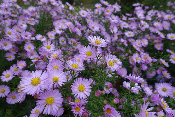 Symphyotrichum novi-belgii with lots of pink flowers in October