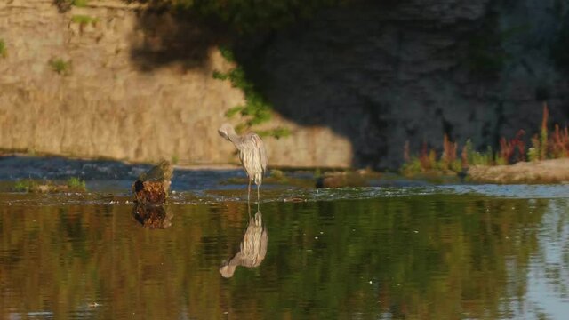 Great grey heron in Elora Ontario Canada along the Grand River at the top of Elora Gorge with the Tooth of Time in the background