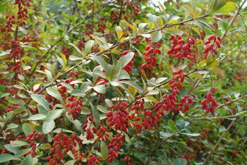Ripe red berries of Berberis vulgaris in September