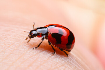 Naklejka premium lady bug on a leaf