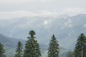 Beautiful view of the mountains. Green spruce on the background of mountains. Misty skies over high mountains. Beautiful photo for screensaver and wallpaper