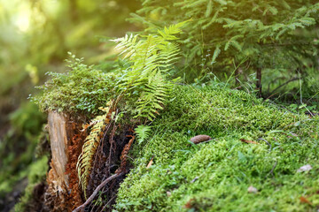 Bright green moss in forest, closeup view
