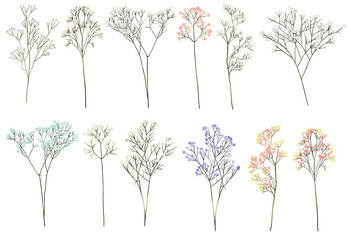 Fototapeta premium Set of hand drawn Gypsophila branches, isolated illustration on white background